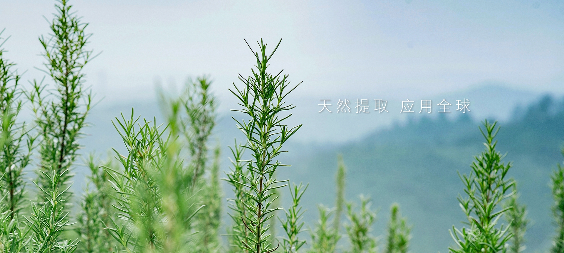 疫情背景下迷迭香產(chǎn)業(yè)發(fā)展調(diào)研與對(duì)策